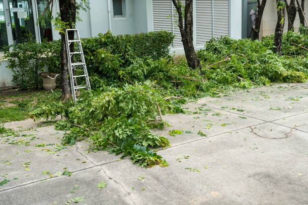 Best Tree Removal  in Pantego, TX