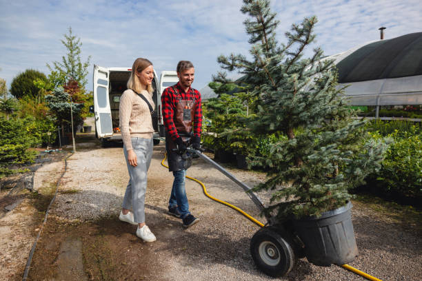 Reliable Pantego, TX Tree Services Solutions