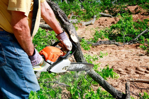 Best Arborist Consultation Services  in Pantego, TX
